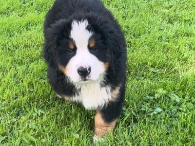 Purebred IKC Registered Bernese Mountain Dog puppies in Mayo