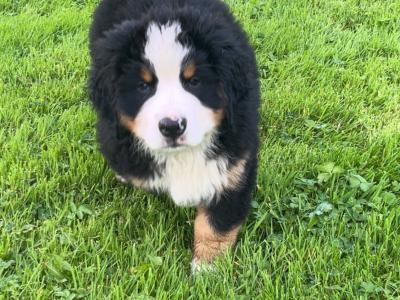 Purebred IKC registered  (PENDING) Bernese Mountain Dog