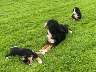 Purebred IKC registered  (PENDING) Bernese Mountain Dog