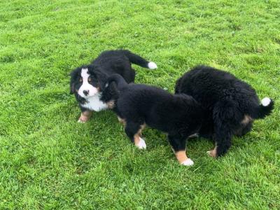 Purebred IKC registered  (PENDING) Bernese Mountain Dog