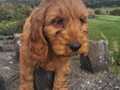 Cockapoo puppies in Mayo