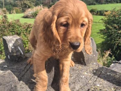 Cockapoo puppies in Mayo