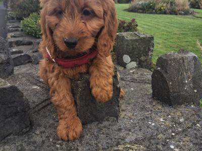 Cockapoo puppies in Mayo