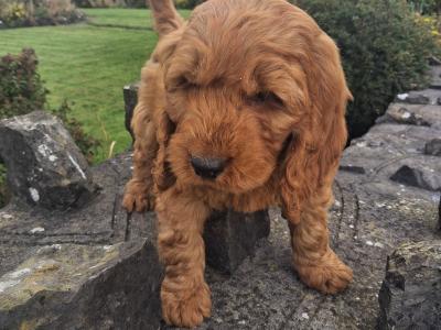 Cockapoo puppies in Mayo