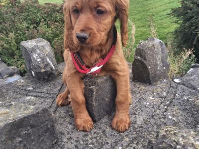 Cockapoo puppies in Mayo
