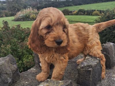 Cockapoo puppies in Mayo