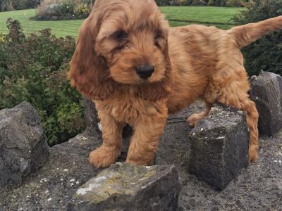 Cockapoo puppies in Mayo