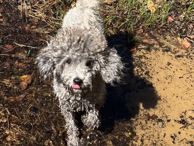 IKC Registered  health tested Silver Miniture Poodle