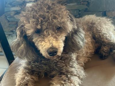 IKC Registered  health tested Silver Miniture Poodle