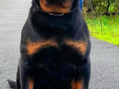 Extreme Rottweiler IKC (Pending) puppies