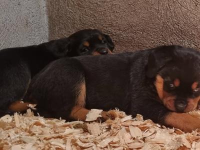 Extreme Rottweiler IKC (Pending) puppies