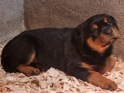 IKC Registered (pending) Extreme Rottweiler puppies in Westmeath