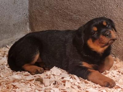 Extreme Rottweiler IKC (Pending) puppies