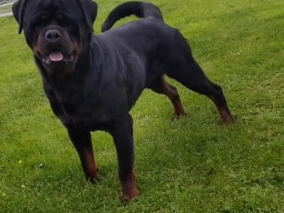 Extreme Rottweiler IKC (Pending) puppies