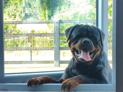 Extreme Rottweiler IKC (Pending) puppies