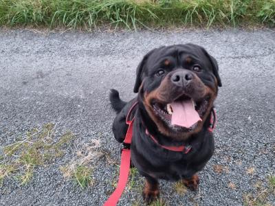 Extreme Rottweiler IKC (Pending) puppies