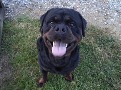 Extreme Rottweiler IKC (Pending) puppies