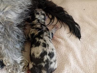 Merle mini poodle