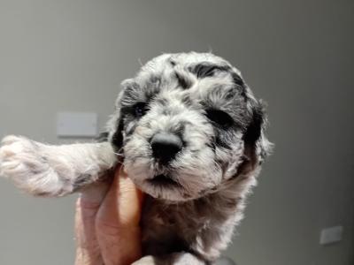 Merle mini poodle