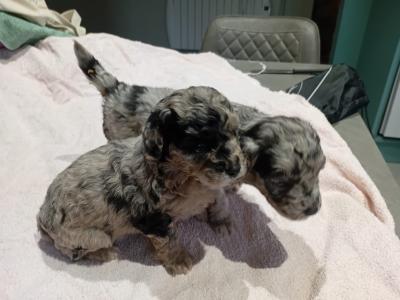 Merle mini poodle