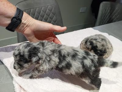 Merle mini poodle