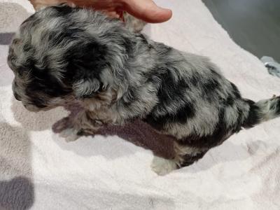 Merle mini poodle