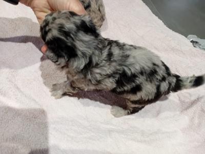 Merle mini poodle