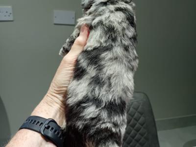 Merle mini poodle