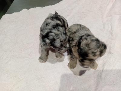 Merle mini poodle