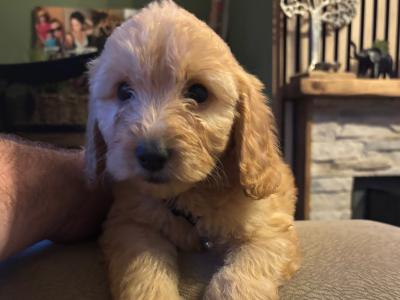 5 Beautiful Cockapoo puppies for sale- 2 males left