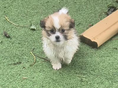 Beautiful Shih Tzu x Pomeranian 'Teddy Bear' puppies in Clare