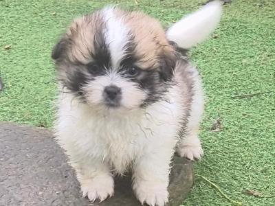 Beautiful Shih Tzu x Pomeranian 'Teddy Bear' puppies in Clare
