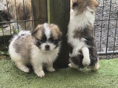 Beautiful Shih Tzu x Pomeranian 'Teddy Bear' puppies in Clare