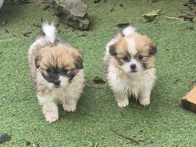 Beautiful Shih Tzu x Pomeranian 'Teddy Bear' puppies in Clare