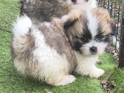 Beautiful Shih Tzu x Pomeranian 'Teddy Bear' puppies in Clare