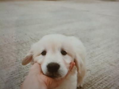 Beautiful IKC Registered (pending) Golden Retriever puppies in Wexford