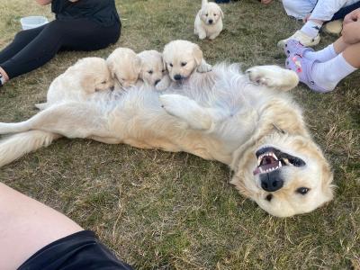 Beautiful IKC Registered (pending) Golden Retriever puppies in Wexford