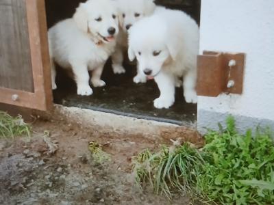 Beautiful IKC Registered (pending) Golden Retriever puppies in Wexford