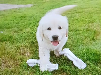 Beautiful IKC Registered (pending) Golden Retriever puppies in Wexford