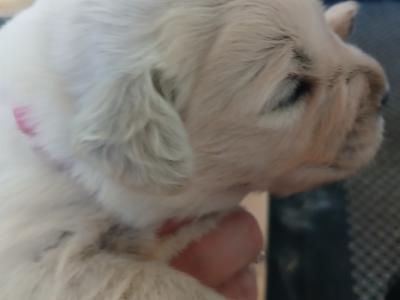 Beautiful IKC Registered (pending) Golden Retriever puppies in Wexford