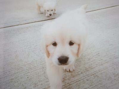 Beautiful IKC Registered (pending) Golden Retriever puppies in Wexford