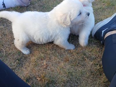 Beautiful IKC Registered (pending) Golden Retriever puppies in Wexford