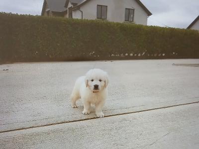 Beautiful IKC Registered (pending) Golden Retriever puppies in Wexford