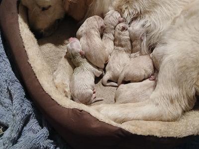 Beautiful IKC Registered (pending) Golden Retriever puppies in Wexford
