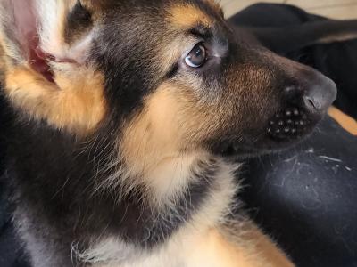 Exceptional Purebred Traditional Straight-Back German Shepherd puppies in Clare