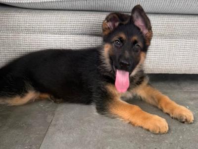 Exceptional Purebred Traditional Straight-Back German Shepherd puppies in Clare