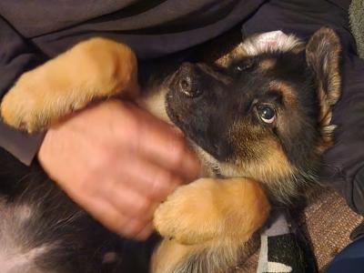 Exceptional Purebred Traditional Straight-Back German Shepherd puppies in Clare