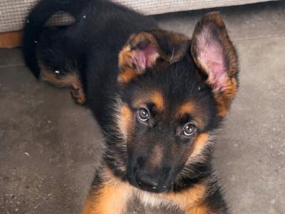 Exceptional Purebred Traditional Straight-Back German Shepherd puppies in Clare