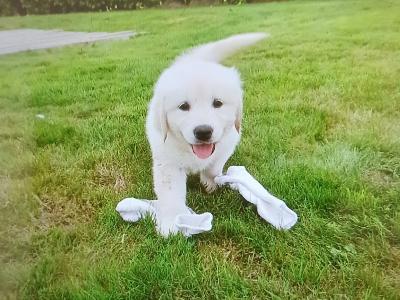 Beautiful IKC Registered (pending) Golden Retriever puppies in Wexford