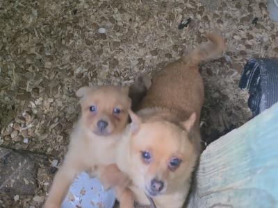 2 Pomeranian Cross puppies in Mayo